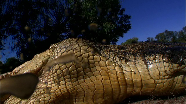中等近距离手提式——鳄鱼张开大口向前冲去。/澳大利亚视频素材