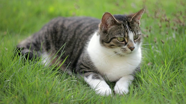 猫躺在草地上，放松着，甩着尾巴视频素材