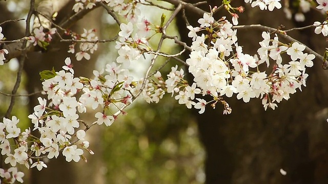 樱花:花与落花在树林里视频下载