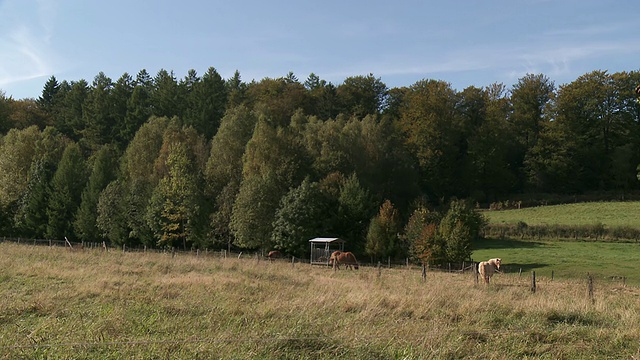 马吃草的乡村景观/ Bertix，瓦隆地区，比利时视频素材