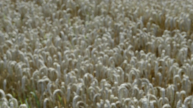 德国巴伐利亚州梅因堡，农民手中的MS小麦进行质量检查视频素材