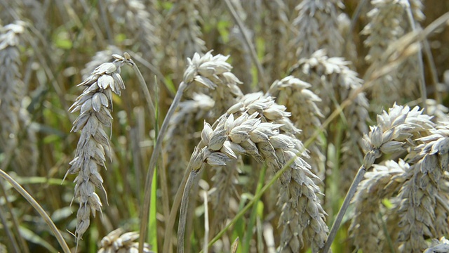 CU小麦品质检测/德国巴伐利亚州梅因堡视频素材