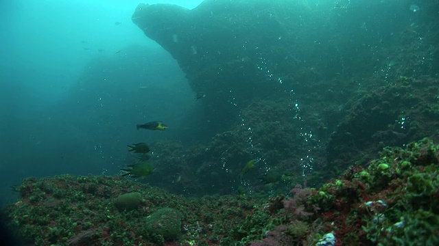 鱼游过气泡从热液喷口，亚速尔群岛，大西洋视频素材