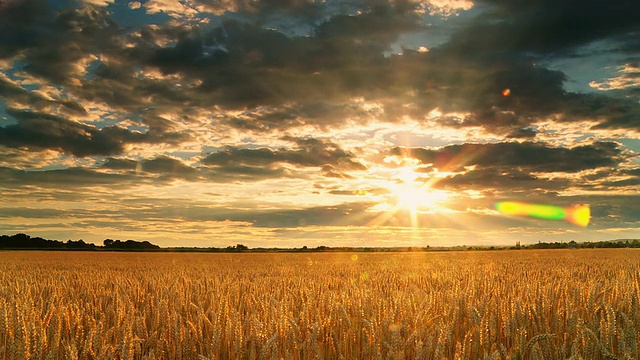 高清时间流逝:雄伟的日落云景在麦田视频素材