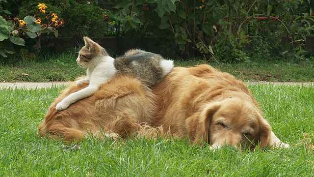 狗和小猫在草地上休息视频素材