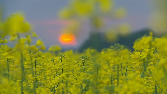 高清多莉:油菜花在日落视频素材