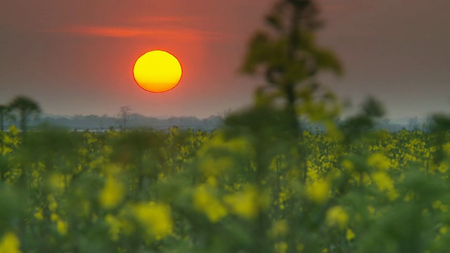 高清延时:日落场景在油菜田视频素材