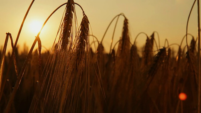 高清多莉:背光小麦秸秆视频素材