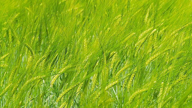 高清慢镜头:绿色小麦在风中摇曳视频素材