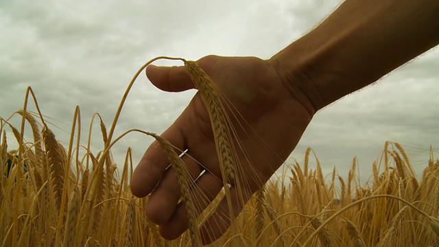 HD:手握麦秆视频素材