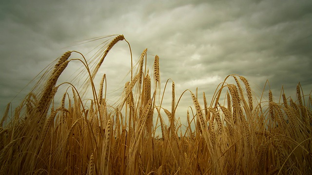 HD DOLLY:检查小麦的生长视频素材