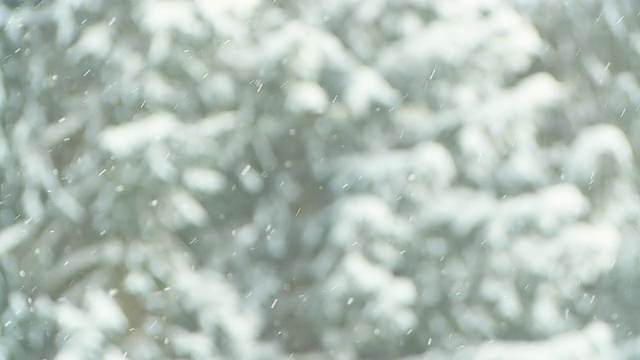 高清慢动作:降雪期间的树木视频素材