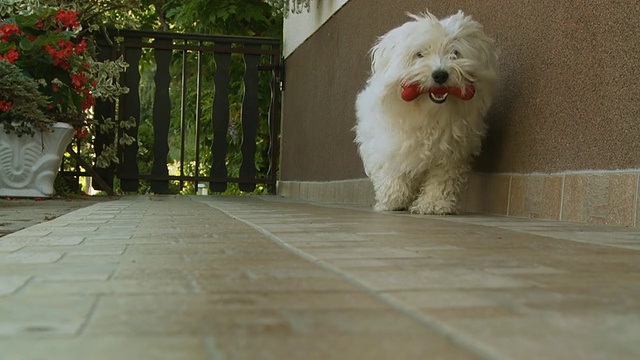 高清慢镜头:带玩具骨头的狗视频素材