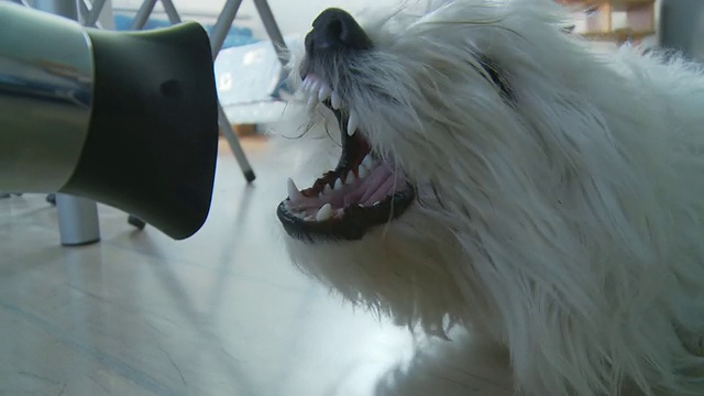 用吹风机戏弄一只狗视频素材