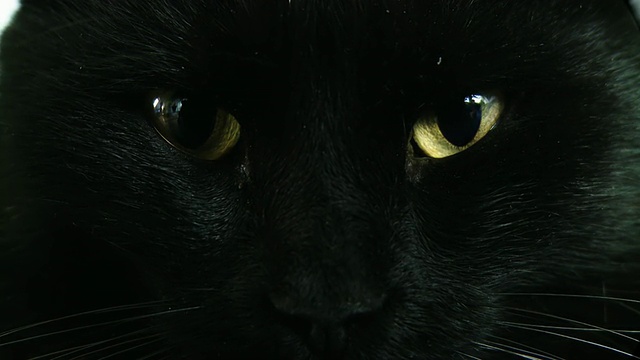 高清:一只黑猫的特写镜头视频素材