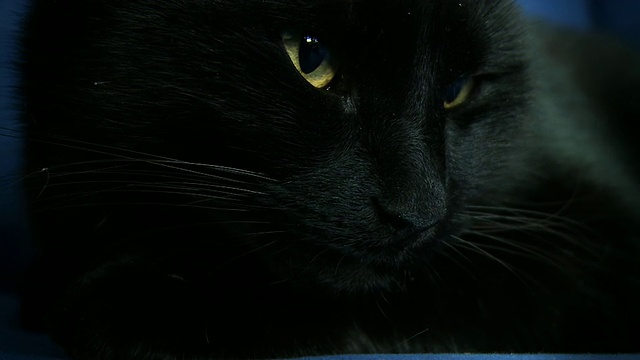 HD:黑猫觉醒视频素材