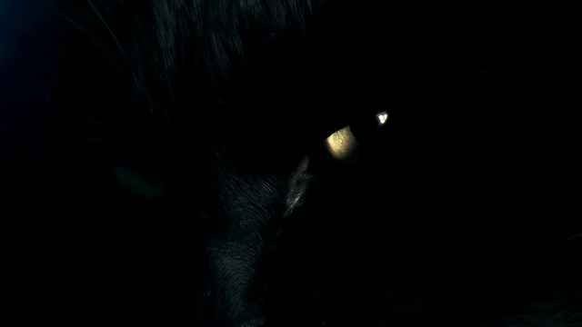 HD:黑猫的眼睛视频素材