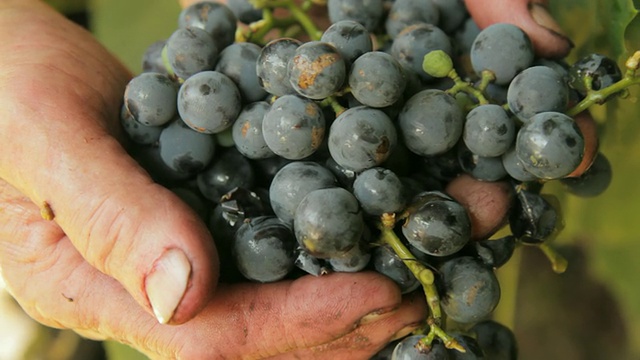 水果种植者拿着葡萄视频素材