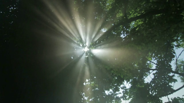 美丽的森林God-rays视频下载