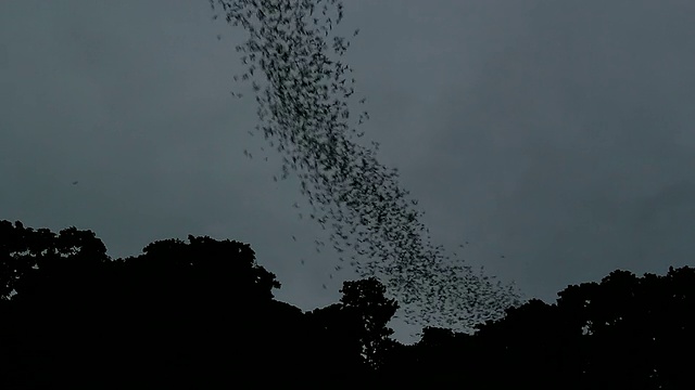 蝙蝠从山洞里飞出来视频素材