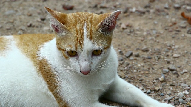 泰国的猫视频素材