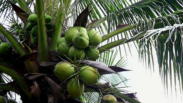 年轻的椰子视频下载