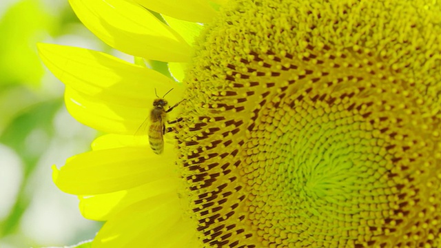 太阳花和蜜蜂，接近视频素材
