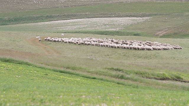 一群羊在田野上吃草和走动视频素材
