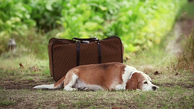 狗睡在户外的行李旁边视频下载