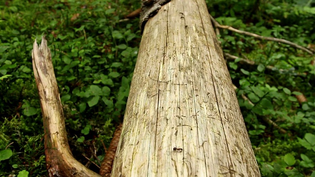 蚂蚁在灌木丛中工作视频素材