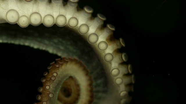 深海中的章鱼触手视频下载
