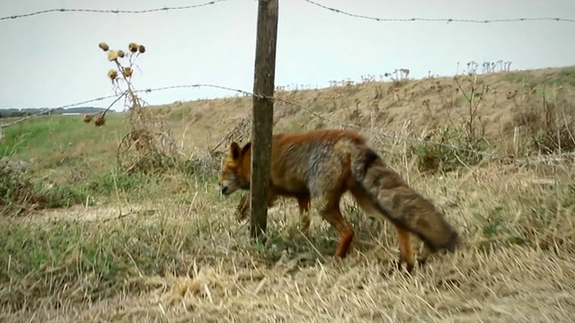 红狐狸走路和躲藏的视频视频素材