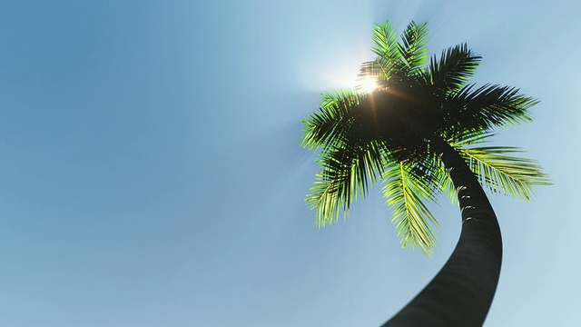 阳光下的棕榈视频素材