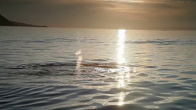 日落时呼吸的驼背鲸。视频素材