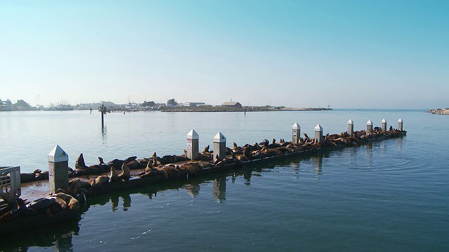 一大群海狮在码头上休息视频素材