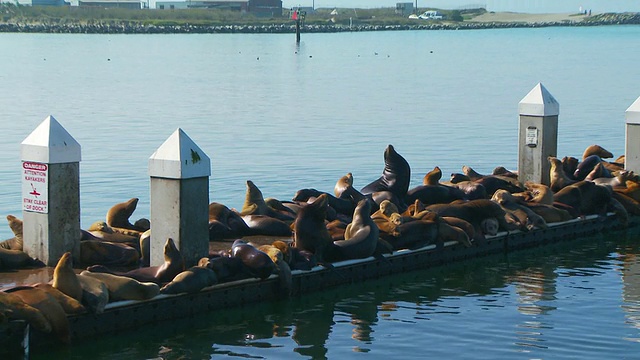 一大群海狮在码头上休息视频素材