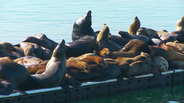 一大群海豹在码头上休息视频素材