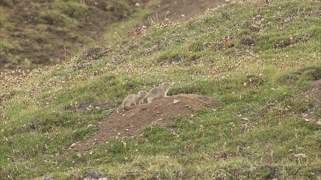 中等(长镜头)泛右灰白色的土拨鼠在长满草的山坡上蹦蹦跳跳。/阿拉斯加,美国的视频下载