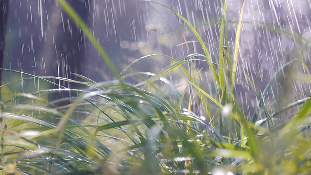 雨中绿草视频素材