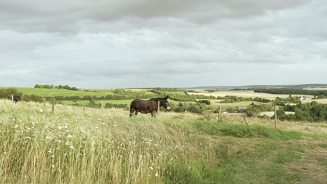 法国乡村马放牧/博恩，勃艮第，法国视频素材
