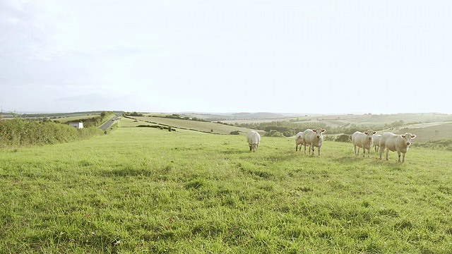 阳光下，奶牛在路边吃草/法国勃艮第博恩视频素材