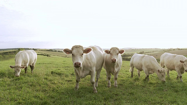 奶牛在吃草，好奇地盯着看/法国勃艮第的博恩视频下载