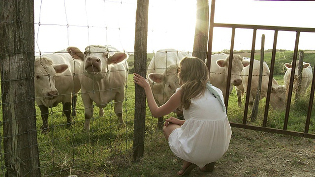 女士透过栅栏看奶牛/法国勃艮第博恩视频素材