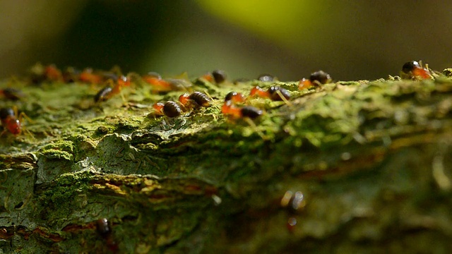 黑色和红色的蚂蚁笔直地走在绿色的树枝上视频素材