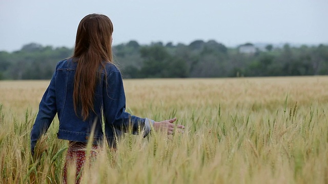 TU R/F女士走在麦田里，触摸着小麦，望着窗外视频素材