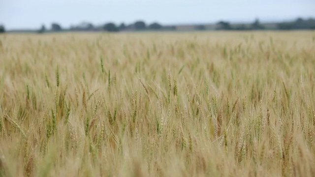 一位女士走在麦田里，抚摸着小麦视频素材