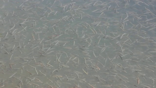 水中小鱼群:延时速度。视频下载