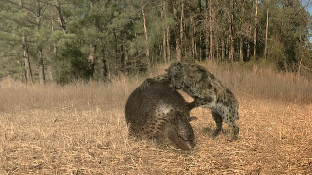 中远镜头放大——一只剑齿虎猛扑到正在草地上行走的恐龙身上。/美国德克萨斯州达拉斯视频下载