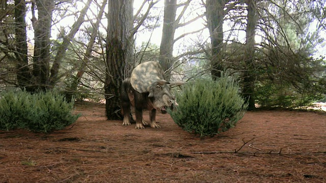 中远镜头泛左-电脑生成的动画中，一只霸王龙潜伏在三角龙附近。/美国科罗拉多州丹佛市视频下载