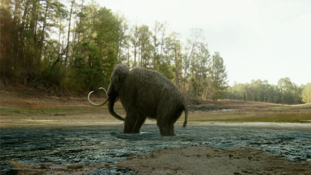 长镜头手持机架对焦-在电脑生成的动画中，一头乳齿象在一只猫附近的泥中下沉。/美国加州洛杉矶视频下载